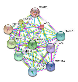 TPP1 已知和预计的蛋白间相互作用。