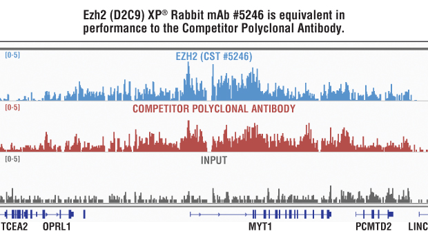 Ezh2 (D2C9) XP® Rabbit mAb #5246 与竞争公司多克隆抗体的并行比较。
