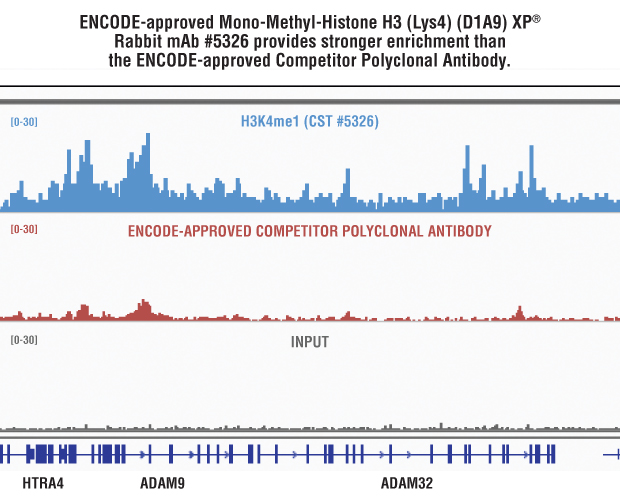 Mono-Methyl-Histone H3 (Lys4) (D1A9) XP® Rabbit mAb #5326 与竞争公司多克隆抗体的并行比较。