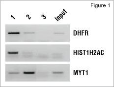 使用 Tri-Methyl-Histone H3 (Lys4) (C42D8) Rabbit mAb #9751 对 K562 染色质进行免疫沉淀。