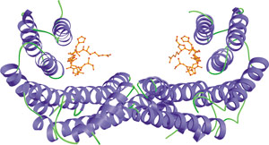 磷酸化丝氨酸/苏氨酸结合：14-3-3 结构域