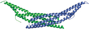 磷脂结合：Bar 结构域