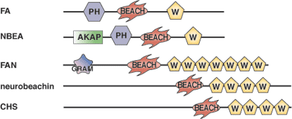 磷脂结合：Beach 结构域