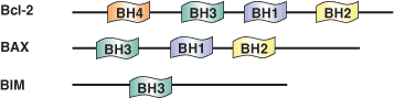 凋亡：BH1-4 结构域
