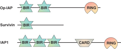 凋亡：BIR 结构域