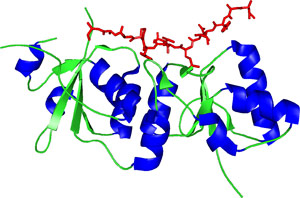磷酸化丝氨酸/苏氨酸结合：BRCT 结构域