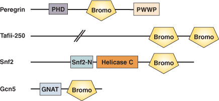 染色质重构：BROMO 结构域
