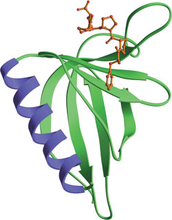 脯氨酸富集序列结合：EVH1 结构域