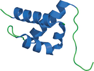 磷酸化丝氨酸/苏氨酸结合：FF 结构域