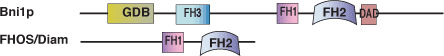 细胞骨架调节：FH2 结构域