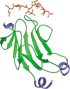 磷酸化丝氨酸/苏氨酸结合：FHA 结构域