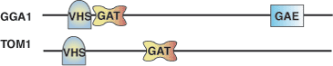 泛素结合：GAT 结构域