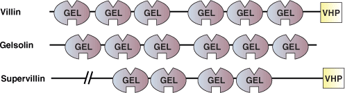 细胞骨架调节：GEL 结构域