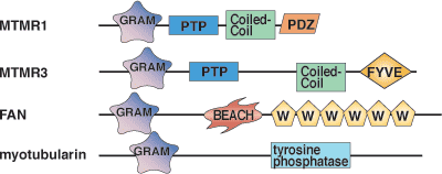 磷脂结合：GRAM 结构域