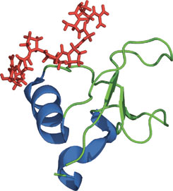 脯氨酸富集序列结合：GYF 结构域