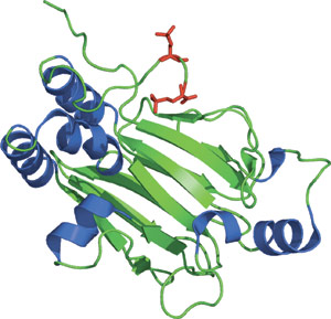 磷酸化丝氨酸/苏氨酸结合：MH2 结构域