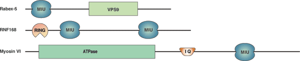 泛素结合：MIU 结构域