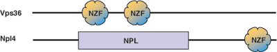 泛素结合：NZF 结构域