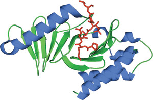 磷酸化丝氨酸/苏氨酸结合：POLO 盒结构域