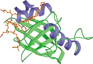 磷酸化酪氨酸结合：PTB 结构域