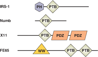 磷酸化酪氨酸结合：PTB 结构域