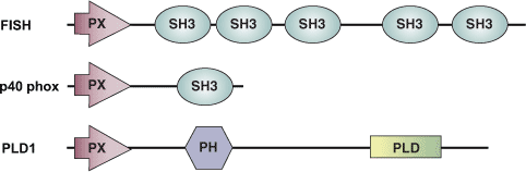 磷脂结合：PX 结构域