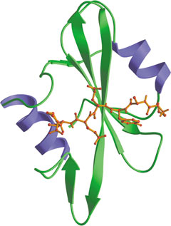 磷酸化酪氨酸结合：SH2 结构域