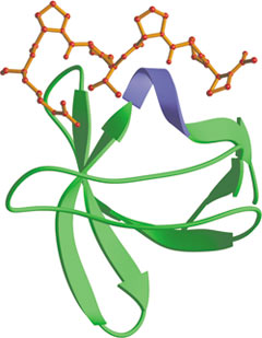 脯氨酸富集序列结合：SH3 结构域