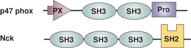 脯氨酸富集序列结合：SH3 结构域