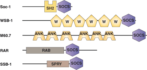 蛋白降解：SOCS 结构域