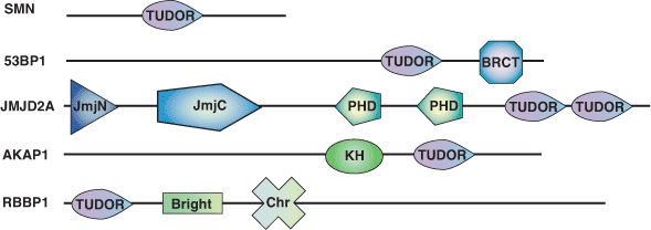 染色质重构：TUDOR 结构域