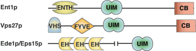泛素结合：UIM 结构域