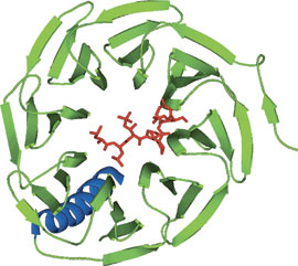磷酸化丝氨酸/苏氨酸和甲基化赖氨酸：WD40 结构域