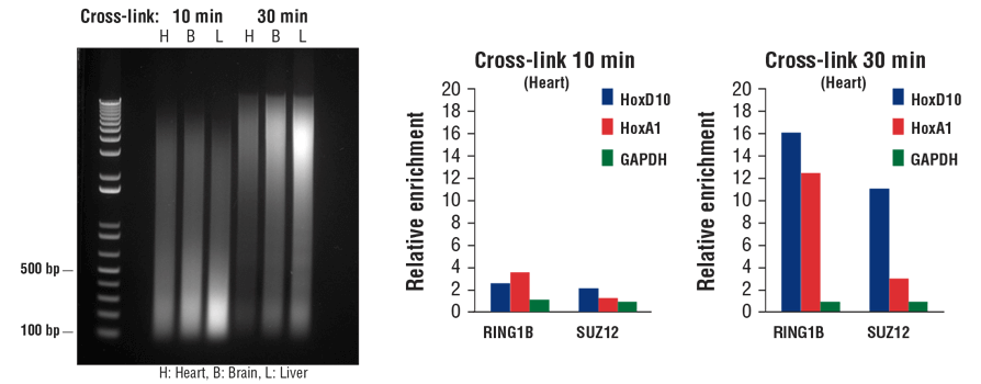 图 7. 使小鼠心脏 (H)、脑 (B) 和肝 (L) 细胞交联 10 分钟或 30 分钟，如图所示（左小图）。染色质制备后进行超声处理，DNA 进行纯化并通过对 1% 琼脂糖凝胶进行电泳来分离 20 µl。在 ChIP-qPCR 检测（中间小图和右小图）中，使用 10 µl RING1B (D22F2) XP<sup>®</sup> Rabbit mAb #5694 或 5 µl SUZ12 (D39F6) XP<sup>®</sup> Rabbit mAb #3737 进行染色质免疫沉淀。使用 SimpleChIP<sup>®</sup> Mouse HoxD10 Exon 1 Primers #7429、SimpleChIP<sup>®</sup> Mouse HoxA1 Promoter Primers #7341 和 SimpleChIP<sup>®</sup> Mouse GAPDH Intron 2 Primers #8986，通过实时 PCR 对富集的 DNA 进行定量分析。每份样品中免疫沉淀 DNA 的数量表示为向阴性 GAPDH 基因座发出的标准化信号（等于 1）。
