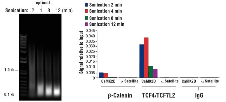 图 8. 用 2 x 10^7 个 HCT 116 细胞进行染色质免疫沉淀。