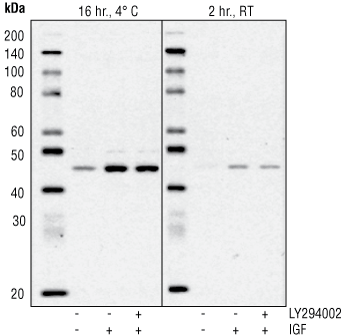 Phospho-GSK-3beta (Ser9) Antibody #9336