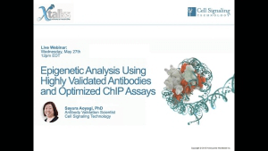 使用高度验证的抗体和优化的 ChIP 实验进行表观遗传学分析
