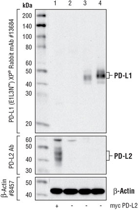 PD-L1 蛋白质印迹法